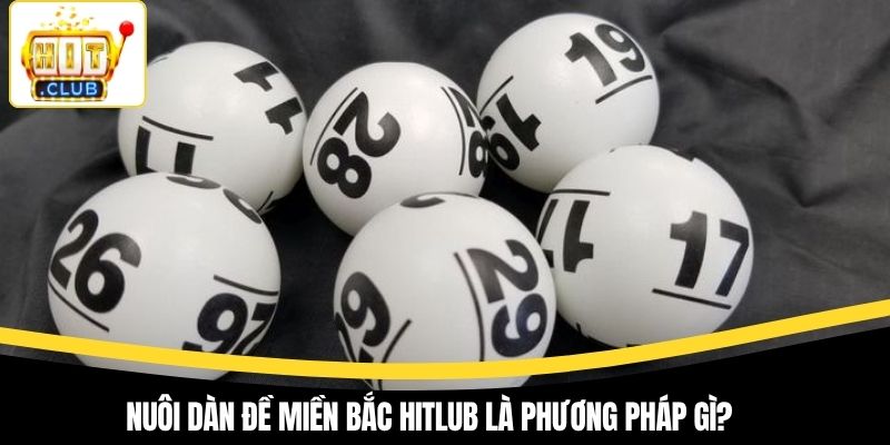 Nuôi dàn đề miền Bắc Hitlub là phương pháp gì?